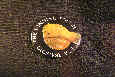Button 1151